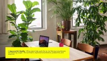 7 Benefits Of Having Office Plants