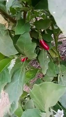 बैंगन में फफूंदी पीला रोग का नियंत्रण कैसे करें ? baingan mein fafundi peera Rog#education #farmers