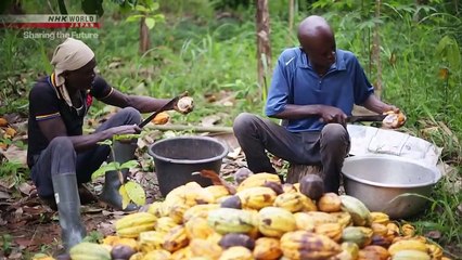 Sharing the Future - A New Route for Quality Cacao in Ghana