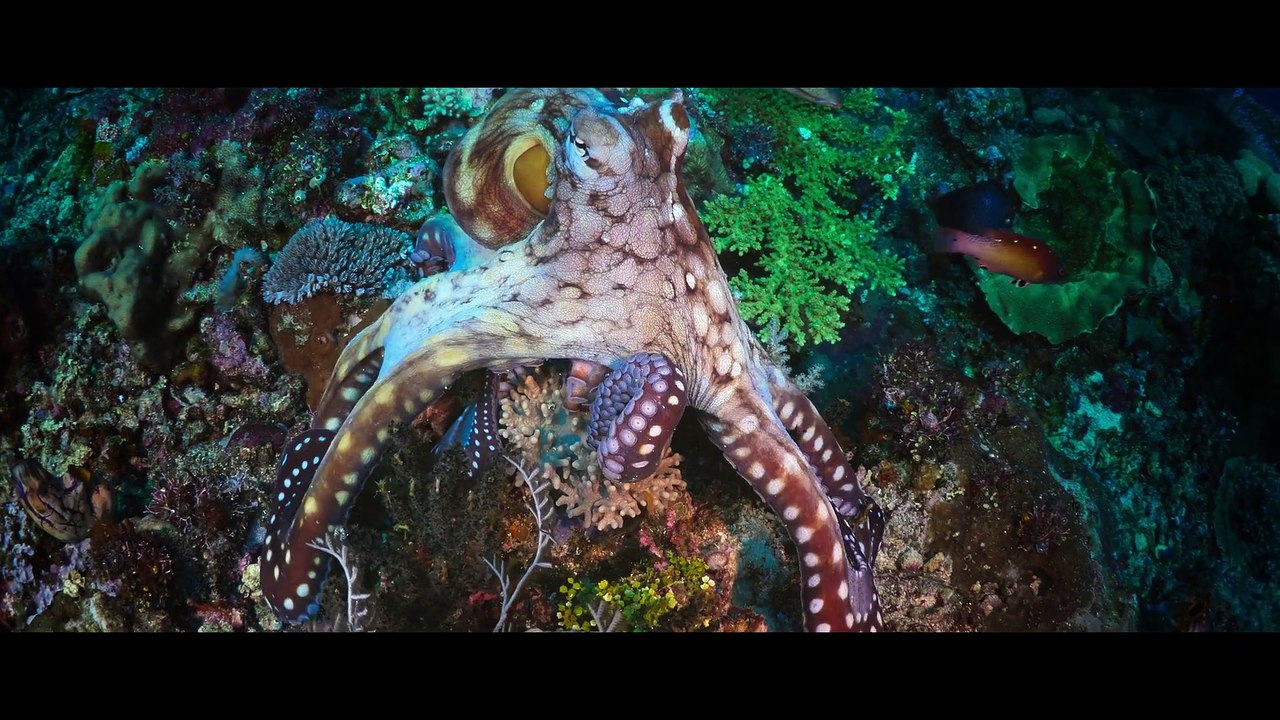 Animal - Octopus