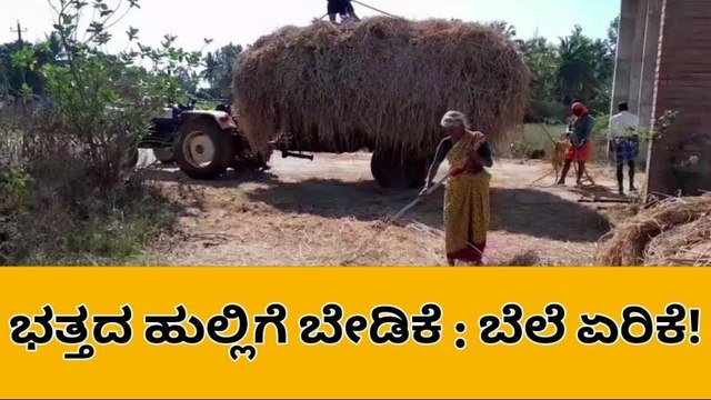 ಶಿವಮೊಗ್ಗ: ಭಾರೀ ಮಳೆಯಿಂದ ಭತ್ತದ ಬೆಳೆಗೆ ಹಾನಿ!