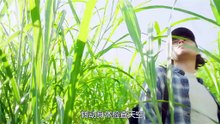 19分鐘《In the Tall Grass》 #高分電影 #高草叢中