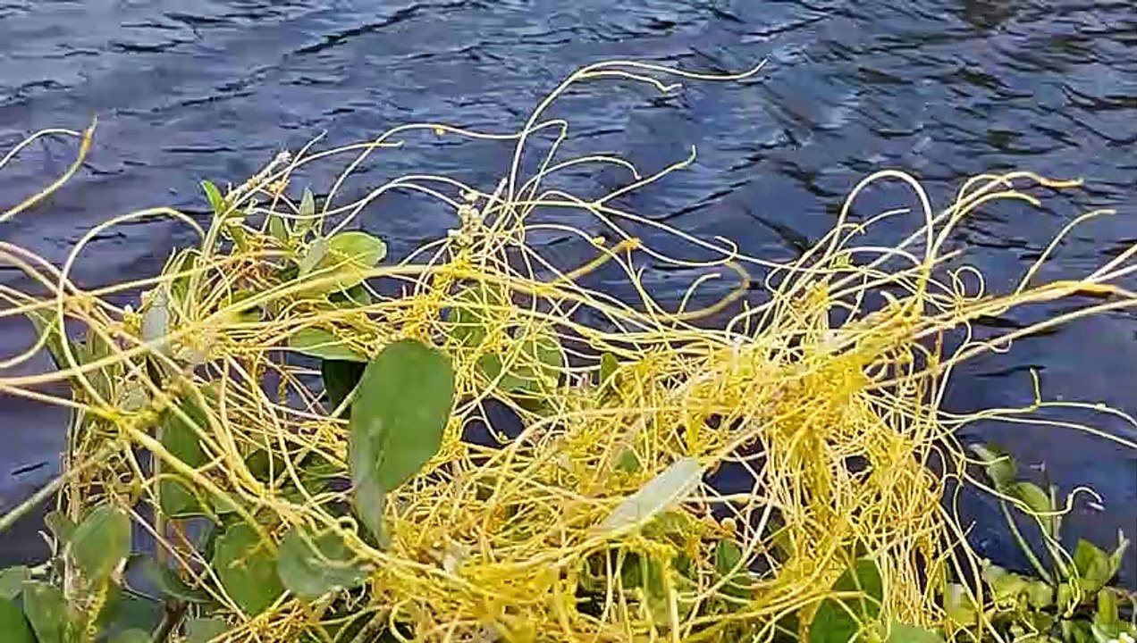 Musik piano menenangkan pikiran