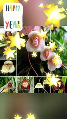 Orchids from Sikkim