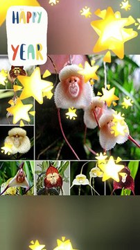 Orchids from Sikkim