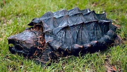 Did You Know? The Alligator snapping turtles  RANDOM, AMAZING and INTERESTING FACTS AROUND THE WORLD