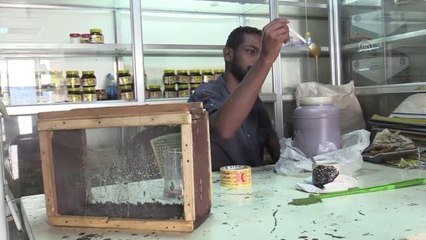 Sudan'da alternatif tıp yöntemi olarak "Arı sokmasıyla" tedavi