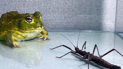 tree branch VS Pacman frog , African bullfrog
