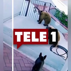 Bedeni küçük cesareti büyük! Bahçeye giren ayıları evin köpeği böyle püskürttü