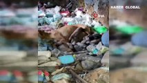 Eskişehir’de vicdanları sızlatan olay: 8 köpek yavrusu ağzı bağlanarak çuvala koyuldu