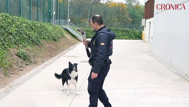 Unidad Canina de Mossos d`'Esquadra