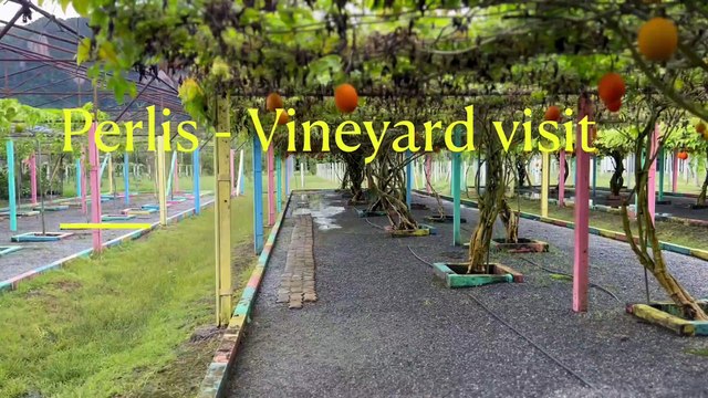 Scenic Places to Visit in Malaysia | kuala Perlis | perlis vineyard