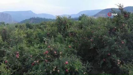 Bilecik'te nar hasadı başladı: Hem reçel hem de un elde edildi