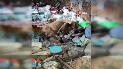 Demiryolu çalışanları ağzı kapalı çuval içinde 8 köpek yavrusu buldu