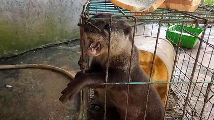 inilah sosok hewan yang menghabiskan ribuan ikan #viral