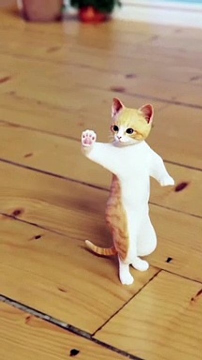 funny cats