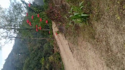 Scenic Beauty Of Darjeeling Remote Areas