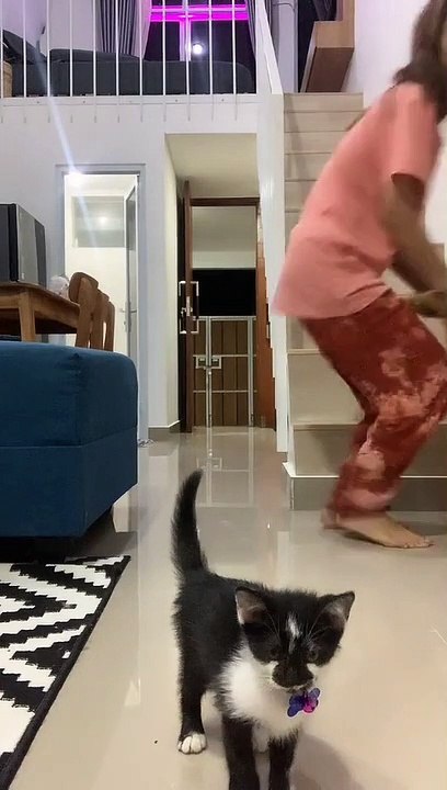 Kucing Lucu (44)