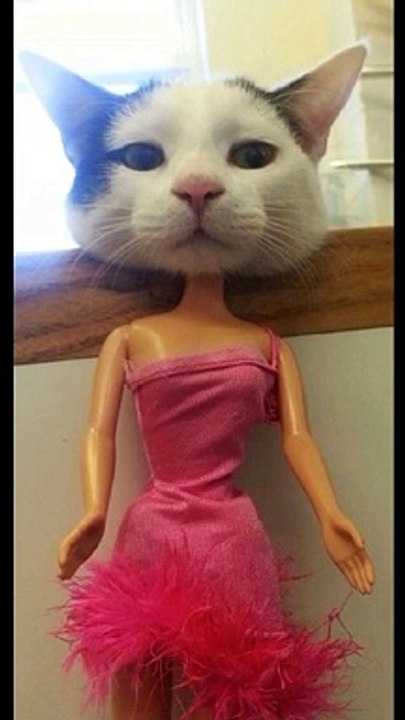 Kucing Lucu (72)