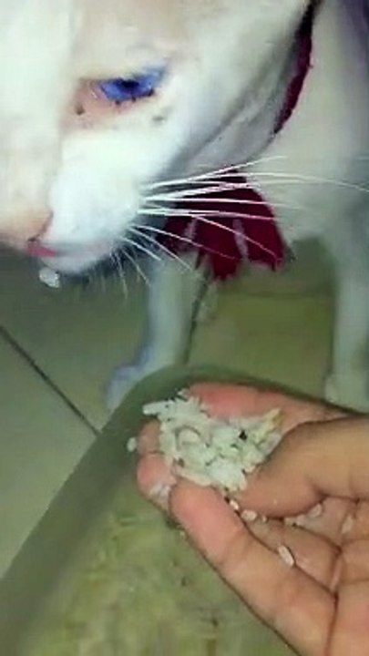 Kucing Lucu (63)