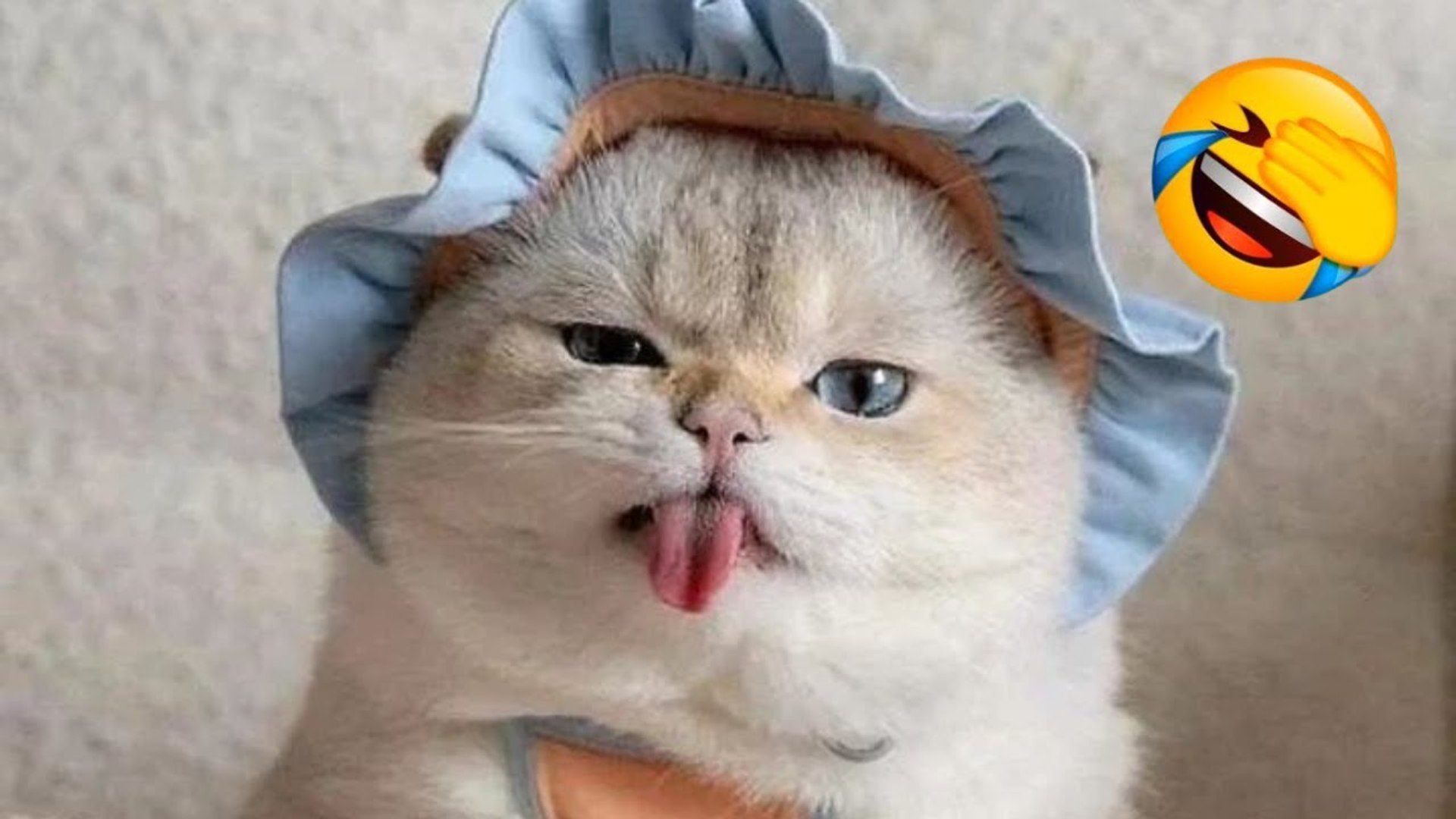 FUNNY CATS COMPILATION 2022 The Best Funny Cat Videos 8
