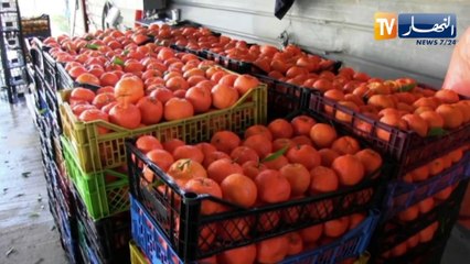 عنابة : عمار .. عامل من ذوي الهمم جعل بساتين البرتقال مصدر رزق لعائلته