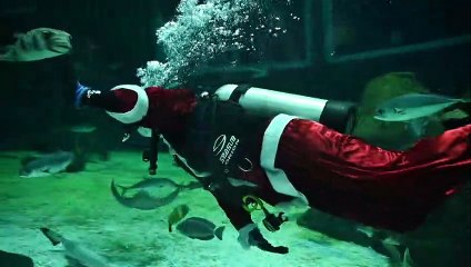 Scuba Santa Claus dives into Rio's aquarium