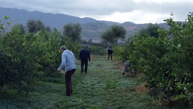 رغم نمو قطاع الزراعة.. الجزائر تواجه عجزا كبيرا في الأيدي العاملة
