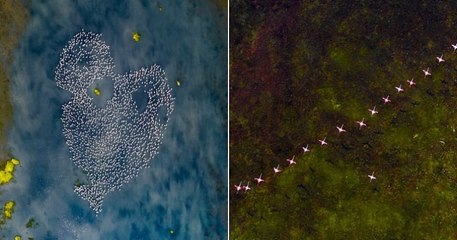 Ce photographe indien capture la beauté des flamants roses en pleine migration et le résultat est incroyable