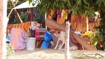Troll Prank Dog Funny & fake Lion and Fake Tiger Prank To dog & Huge Box Prank to dog(0)
