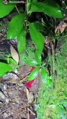 Paranormal activity ghost on camera part 39