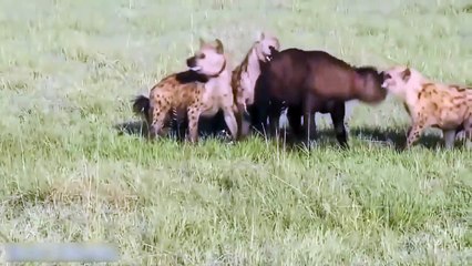 ᴴᴰ Most Amazing Wild Animal FightsBig Battle Animals Real Fight Gorilla,Bear,Lion Fight HD 2017