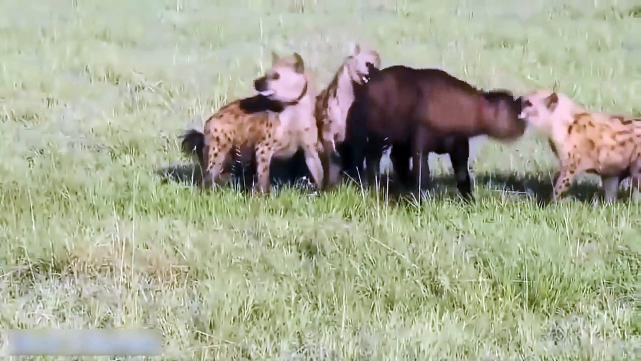 ᴴᴰ Most Amazing Wild Animal FightsBig Battle Animals Real Fight Gorilla,Bear,Lion Fight HD 2017