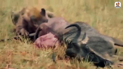 Hyena kills Buffalo - Hyena vs Buffalo ।। Animals fight