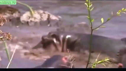 ᴴᴰ Wild Animals Fight To The Death⭐Animal attack-Best Animals Fights-Wild Animals attacks 2017 (3)