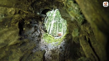 Bee harvest ।। Amazing Bee house making video