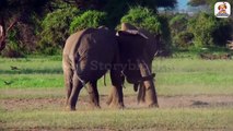 Elephant fight ।। Enjoy elephant fighting scene. 4k video
