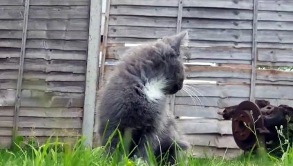 Baby cats - Baby cats funny moments.This is my first video in my Channel.