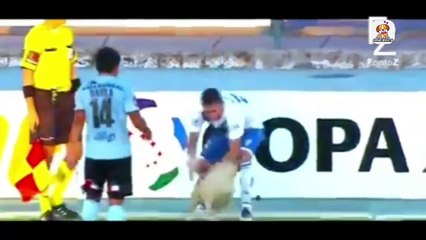 Animals in Football Stadium. Funny animals video.