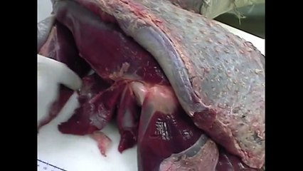 African anmal fighting 2017- Lion Vs Ostrich Fightng