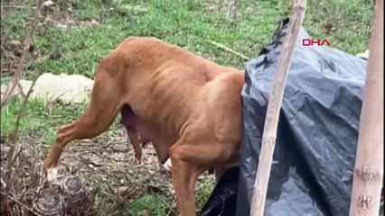 Acı çığlıklarla yardım istediler! Çuvala konan yenidoğan köpekler kurtarıldı