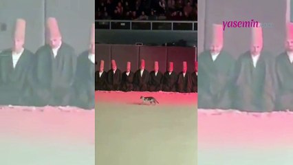 Şeb-i Arus etkinliğinde hayatının şokunu yaşayan kedi! Etkinliğe damgasını vurdu...