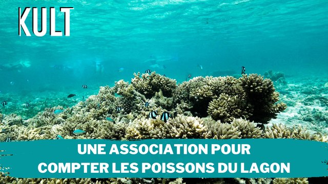 Une association pour compter les poissons du lagon