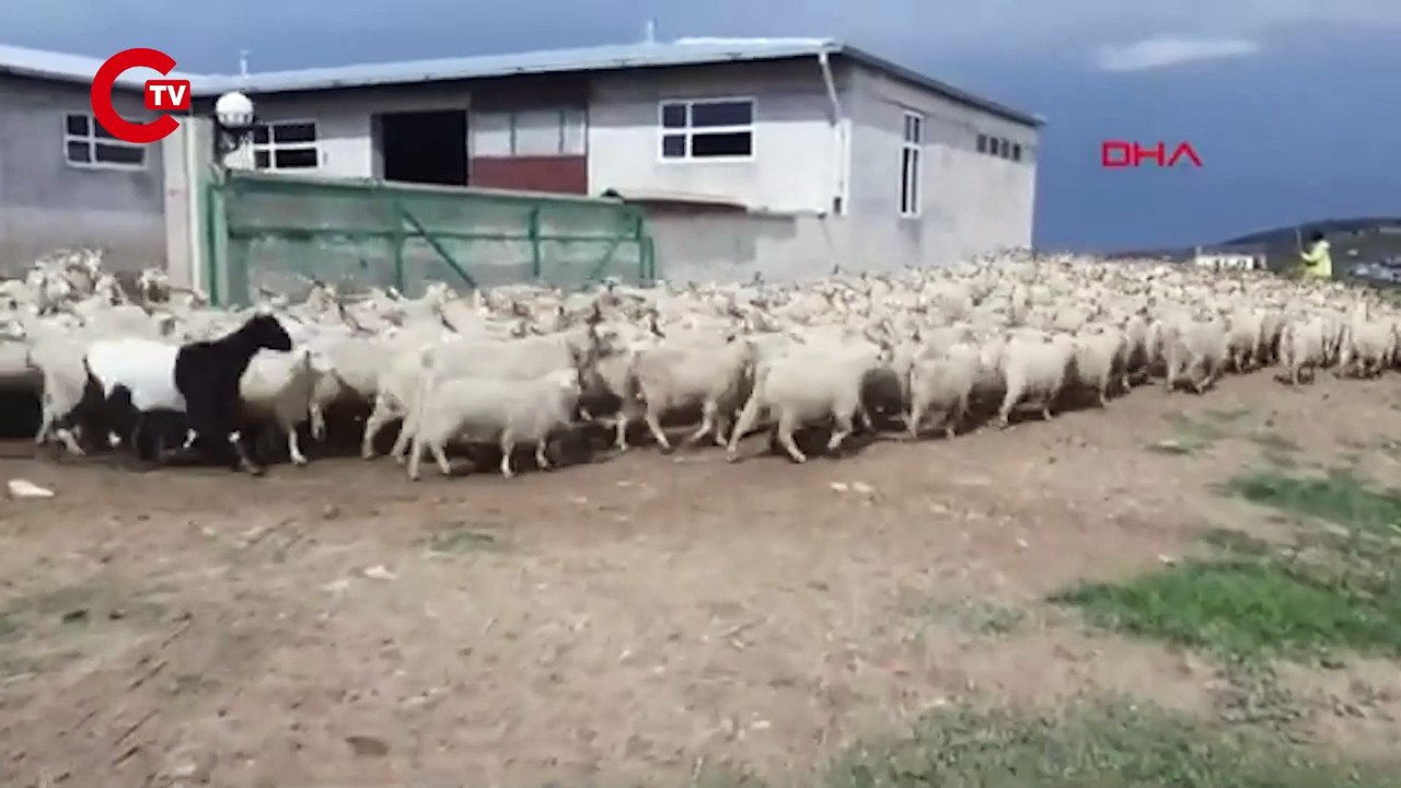 Yerli keçi varlığı 5 milyondan 12 milyona yükseldi