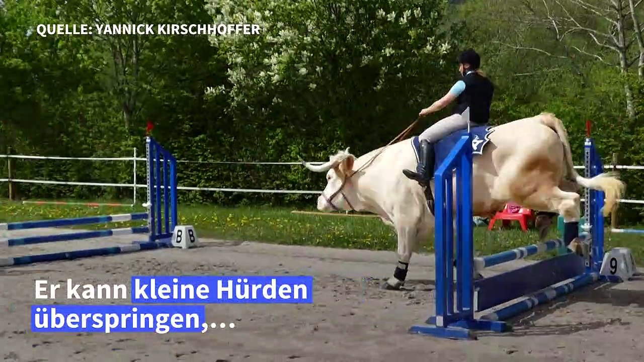 Im Stiersgalopp: Ungewöhnliches Reittier wird Social-Media-Star