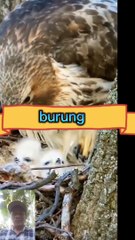 Burung mengeram anakan