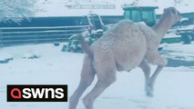 Adorable moment camel galloped and jumped for joy at seeing snow for the first time