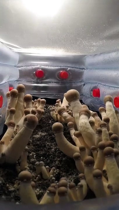 La croissance de plusieurs champignons anaccéléré