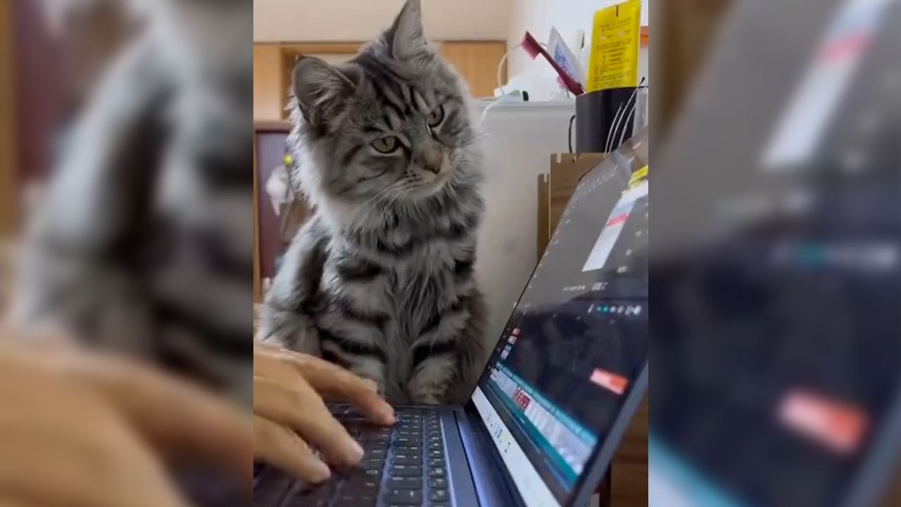 Un chat est très intéressé par ce qu'il se passe sur un écran d'ordinateur