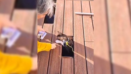 Un chat guide un câble sous une terrasse en bois